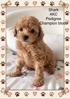 Shark , a male Poodle - Toy  for sale in Glendale, AZ – 4 of 6