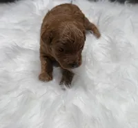 AKC comet, a male Poodle - Toy  for sale in Glendale, AZ – Photo 4 of 6