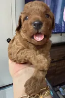 AKC comet, a male Poodle - Toy  for sale in Glendale, AZ – Photo 6 of 6