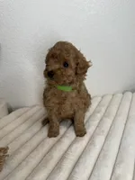 Lemonade , a female Poodle - Toy  for sale in Glendale, AZ – 1 of 3