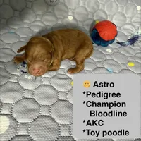 AKC Astro, a male Poodle - Toy  for sale in Glendale, AZ – Photo 3 of 5