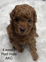 AKC Astro, a male Poodle - Toy  for sale in Glendale, AZ – Photo 2 of 5