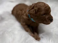 AKC Astro, a male Poodle - Toy  for sale in Glendale, AZ – Photo 4 of 5