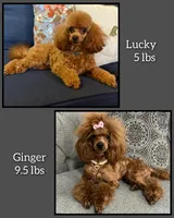 AKC Astro, a male Poodle - Toy  for sale in Glendale, AZ – Photo 5 of 5