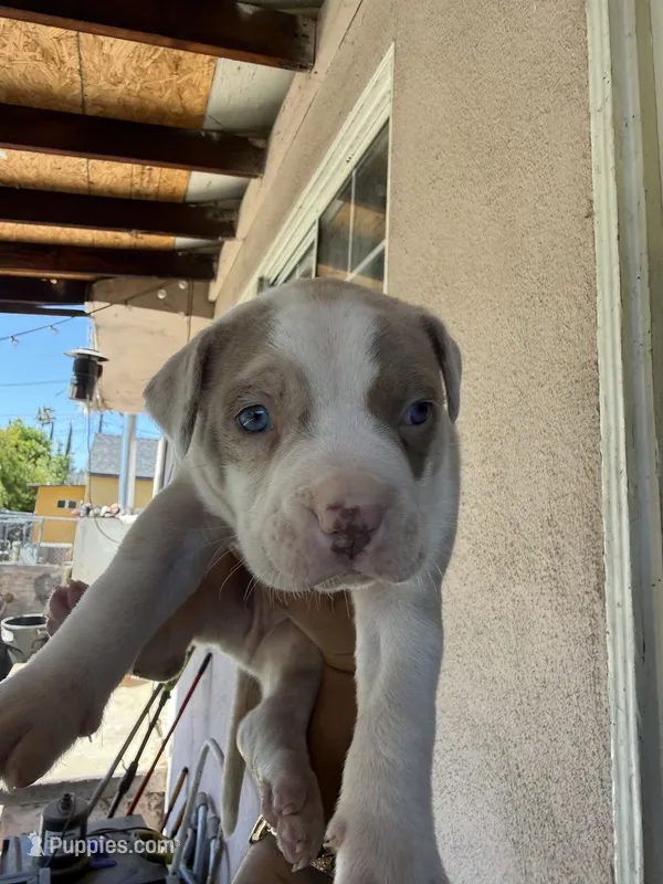 Ozzy – American Pit Bull Terrier puppy for sale in Rosemead, CA