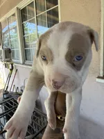 Ozzy, a male American Pit Bull Terrier for sale in Rosemead, CA – 2 of 5