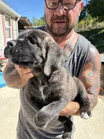 Marz, a male Cane Corso for sale in Frankfort, KY – 3 of 3