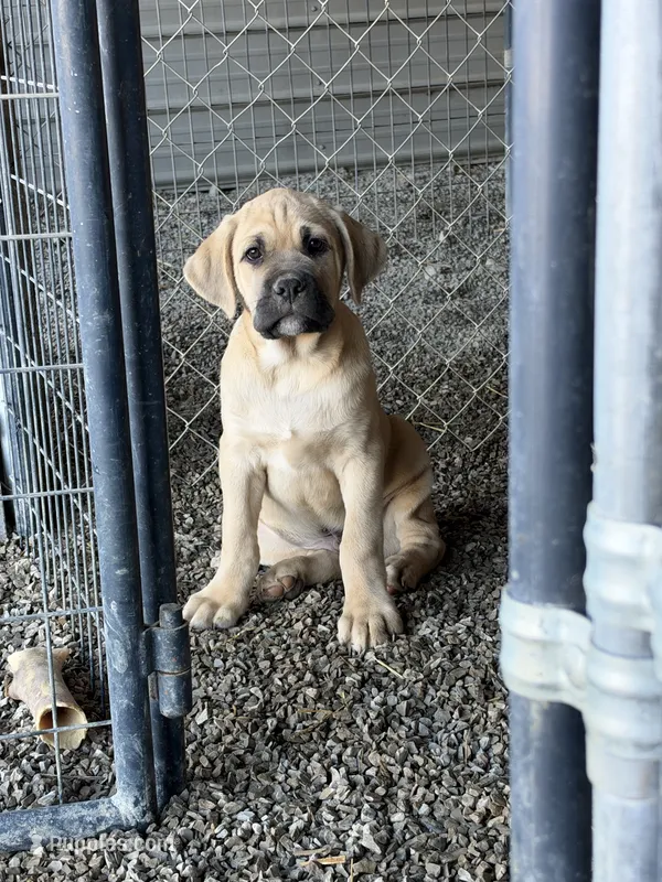 Matilda  – Cane Corso puppy for sale in Frankfort, KY