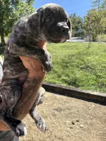 Max, a male Cane Corso for sale in Frankfort, KY – 1 of 3