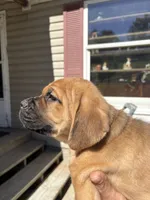 Mack, a male Cane Corso for sale in Frankfort, KY – 2 of 4