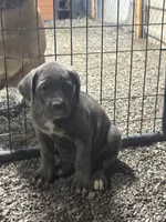 Maggie , a female Cane Corso for sale in Frankfort, KY – 6 of 6