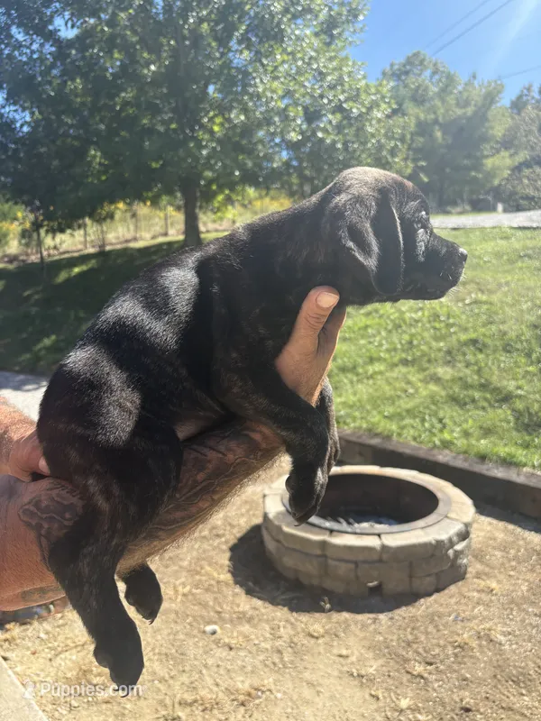 Madison  – Cane Corso puppy for sale in Frankfort, KY