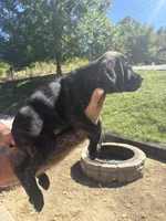 Madison , a female Cane Corso for sale in Frankfort, KY – 1 of 3