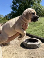 Melvin , a male Cane Corso for sale in Frankfort, KY – 3 of 4
