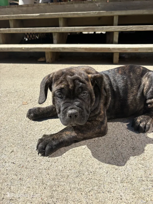 Mash – Cane Corso puppy for sale in Frankfort, KY