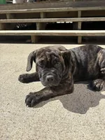 Mash, a male Cane Corso for sale in Frankfort, KY – 1 of 4