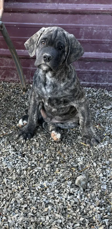 Max – Cane Corso puppy for sale in Frankfort, KY