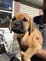 Mack, a male Cane Corso for sale in Frankfort, KY – 1 of 4