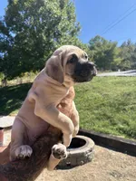 Matilda , a female Cane Corso for sale in Frankfort, KY – 3 of 4