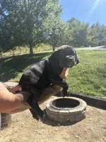 Madison , a female Cane Corso for sale in Frankfort, KY – 3 of 3