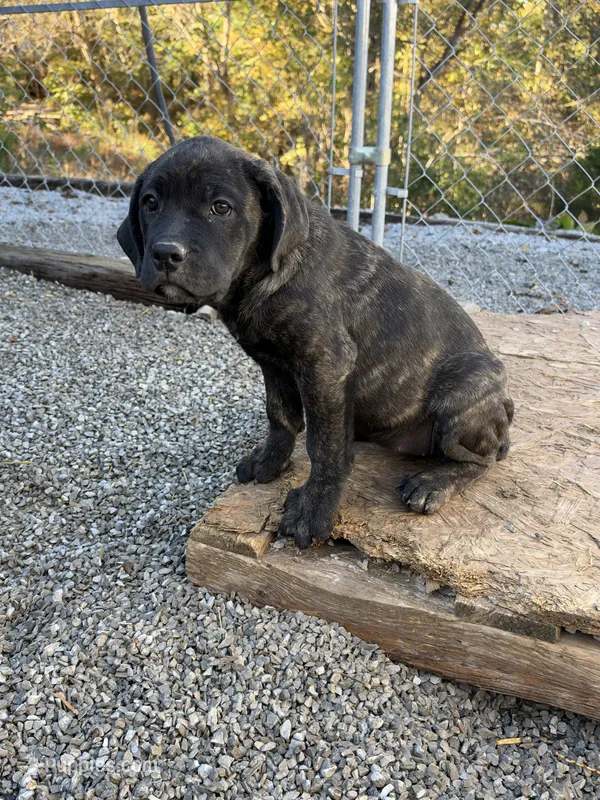 Madison  – Cane Corso puppy for sale in Frankfort, KY