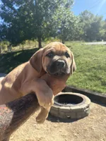 Maddox, a male Cane Corso for sale in Frankfort, KY – 2 of 3