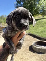 Max, a male Cane Corso for sale in Frankfort, KY – 3 of 3