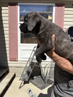 Marz, a male Cane Corso for sale in Frankfort, KY – 2 of 3