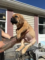 Mack, a male Cane Corso for sale in Frankfort, KY – 3 of 4