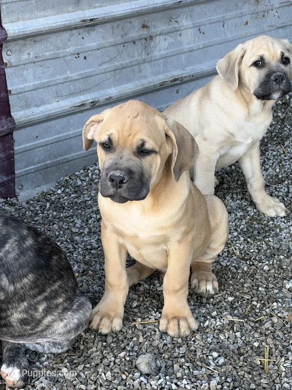 Melvin  – Cane Corso puppy for sale in Frankfort, KY