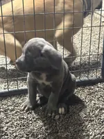 Maggie , a female Cane Corso for sale in Frankfort, KY – 3 of 6