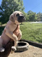 Matilda , a female Cane Corso for sale in Frankfort, KY – 2 of 4