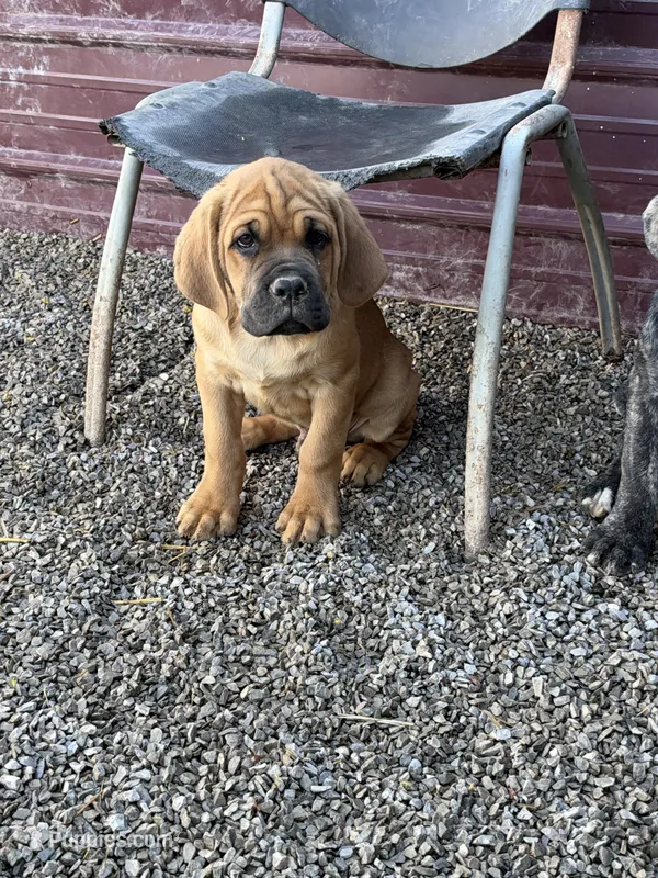 Mack – Cane Corso puppy for sale in Frankfort, KY