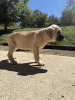 Matilda , a female Cane Corso for sale in Frankfort, KY – 4 of 4