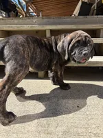 Mash, a male Cane Corso for sale in Frankfort, KY – 3 of 4