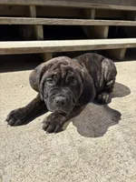 Mash, a male Cane Corso for sale in Frankfort, KY – 2 of 4