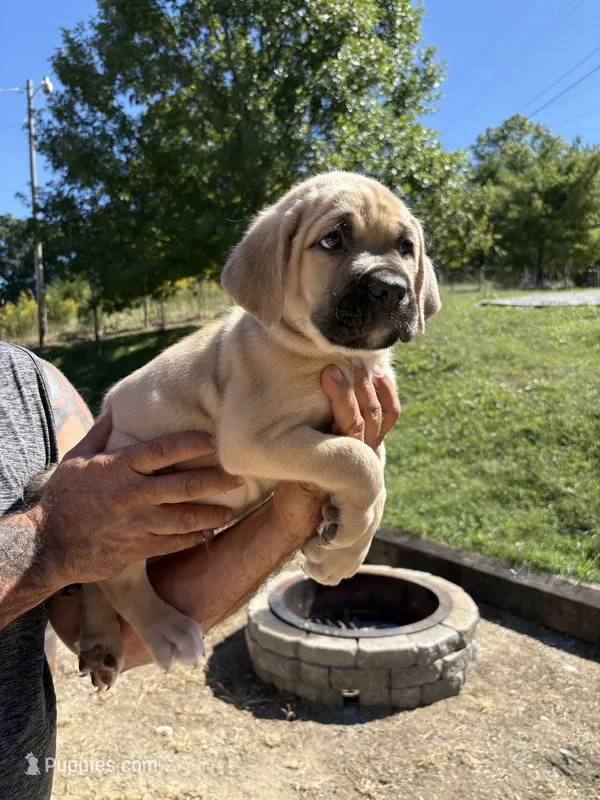 Melvin  – Cane Corso puppy for sale in Frankfort, KY
