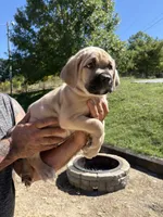 Melvin , a male Cane Corso for sale in Frankfort, KY – 1 of 4