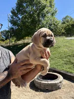 Melvin , a male Cane Corso for sale in Frankfort, KY – 2 of 4