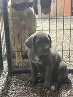 Maggie , a female Cane Corso for sale in Frankfort, KY – 1 of 6