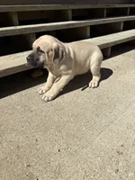 Merrick, a male Cane Corso for sale in Frankfort, KY – 3 of 5