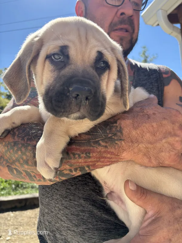 Merrick – Cane Corso puppy for sale in Frankfort, KY
