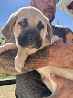 Merrick, a male Cane Corso for sale in Frankfort, KY – 1 of 5