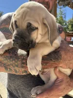 Merrick, a male Cane Corso for sale in Frankfort, KY – 4 of 5
