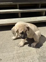Merrick, a male Cane Corso for sale in Frankfort, KY – 5 of 5