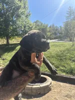 Madison , a female Cane Corso for sale in Frankfort, KY – 2 of 3