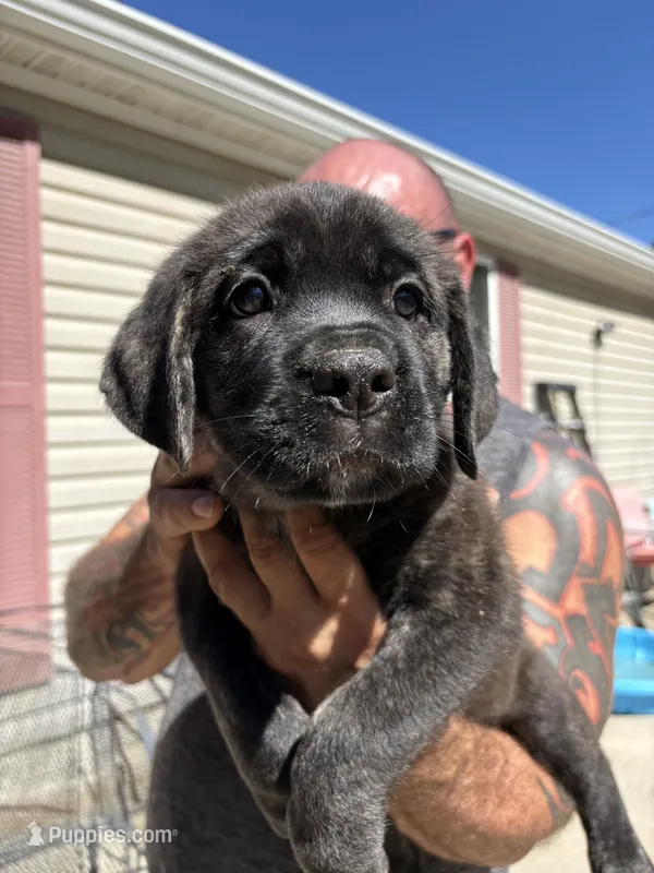 Marz – Cane Corso puppy for sale in Frankfort, KY