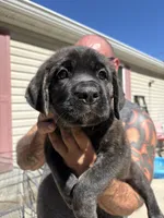 Marz, a male Cane Corso for sale in Frankfort, KY – 1 of 3