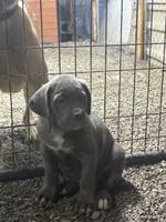 Maggie , a female Cane Corso for sale in Frankfort, KY – 2 of 6