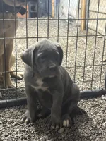 Maggie , a female Cane Corso for sale in Frankfort, KY – 4 of 6